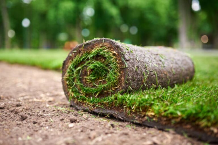 Grass Roll