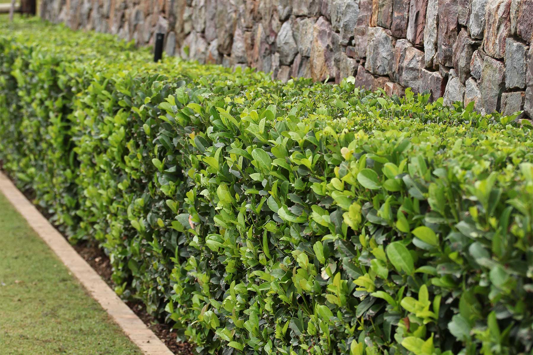 Natural Lawn Grass in Dwarka Natural Lawn Grass in Chattarpur