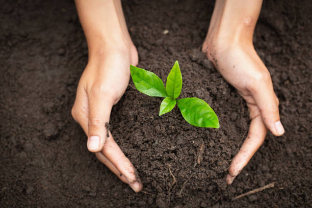 Soil treatment