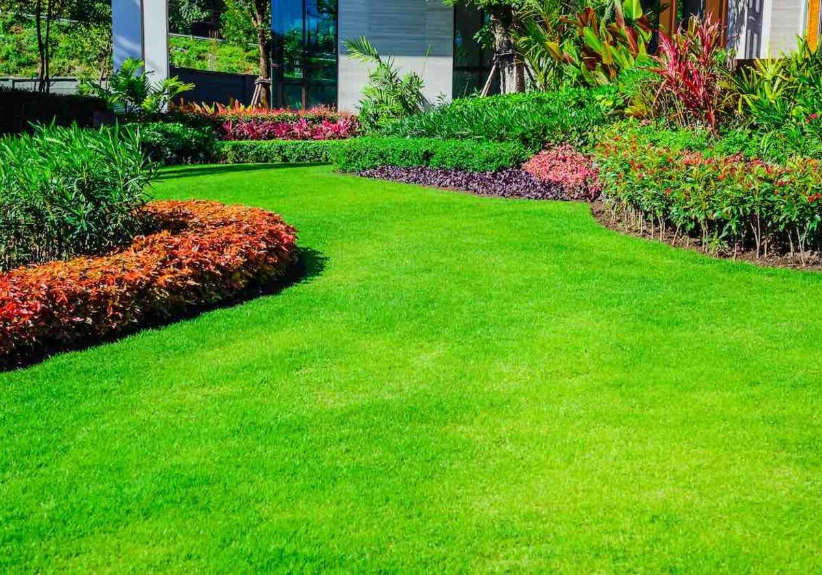 Natural Lawn Grass in Rohini Natural Lawn Grass in Dwarka Natural Lawn Grass in Paschim Vihar Natural Lawn Grass in Hauz Khas Natural Lawn Grass in Panchsheel Park Natural Lawn Grass in Vasant Kunj Natural Lawn Grass in Faridabad Natural Lawn Grass in Gurugram Natural Lawn Grass in Noida Natural Lawn Grass in Delhi
