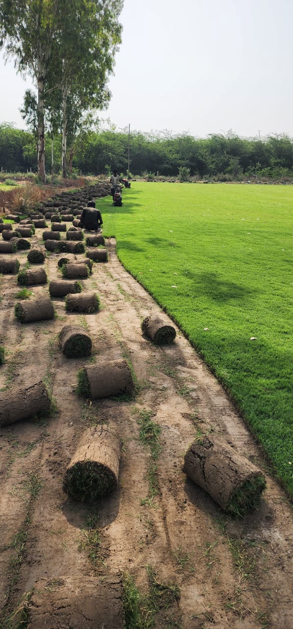 Natural Lawn Grass in Delhi
