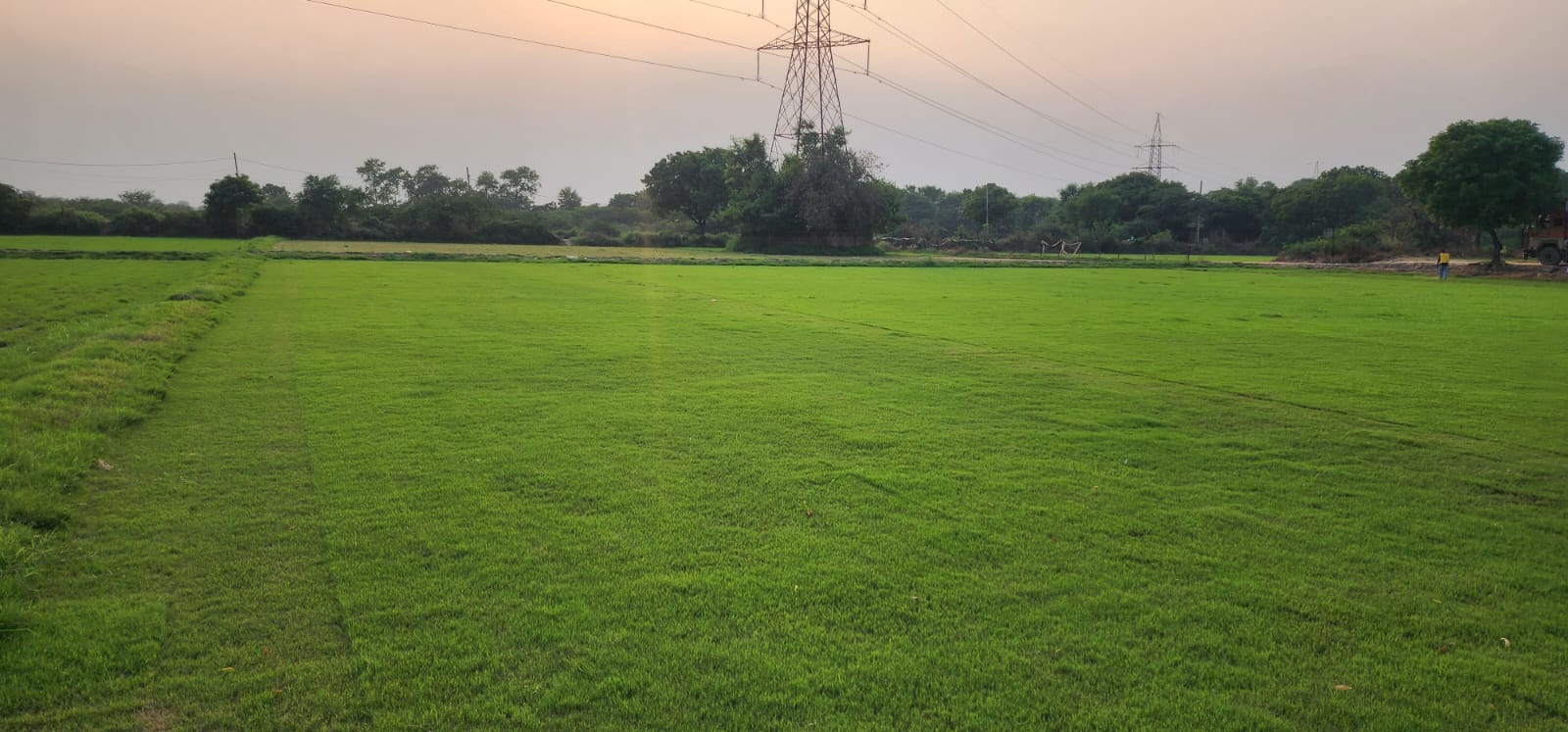 Natural Lawn Grass in Delhi