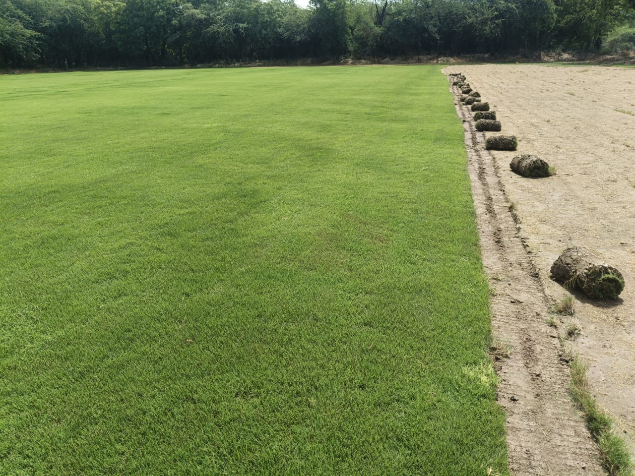 Natural Lawn Grass in Delhi