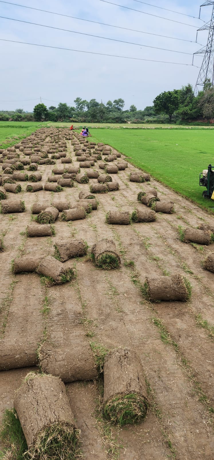 Natural Lawn Grass in Ghaziabad