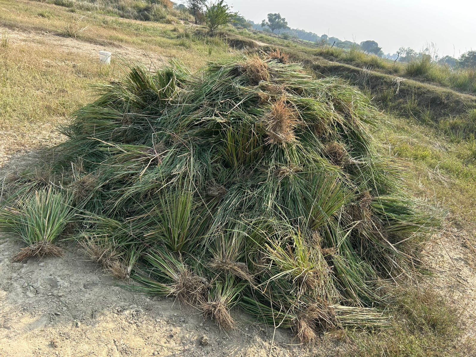 Natural Lawn Grass in Ghaziabad