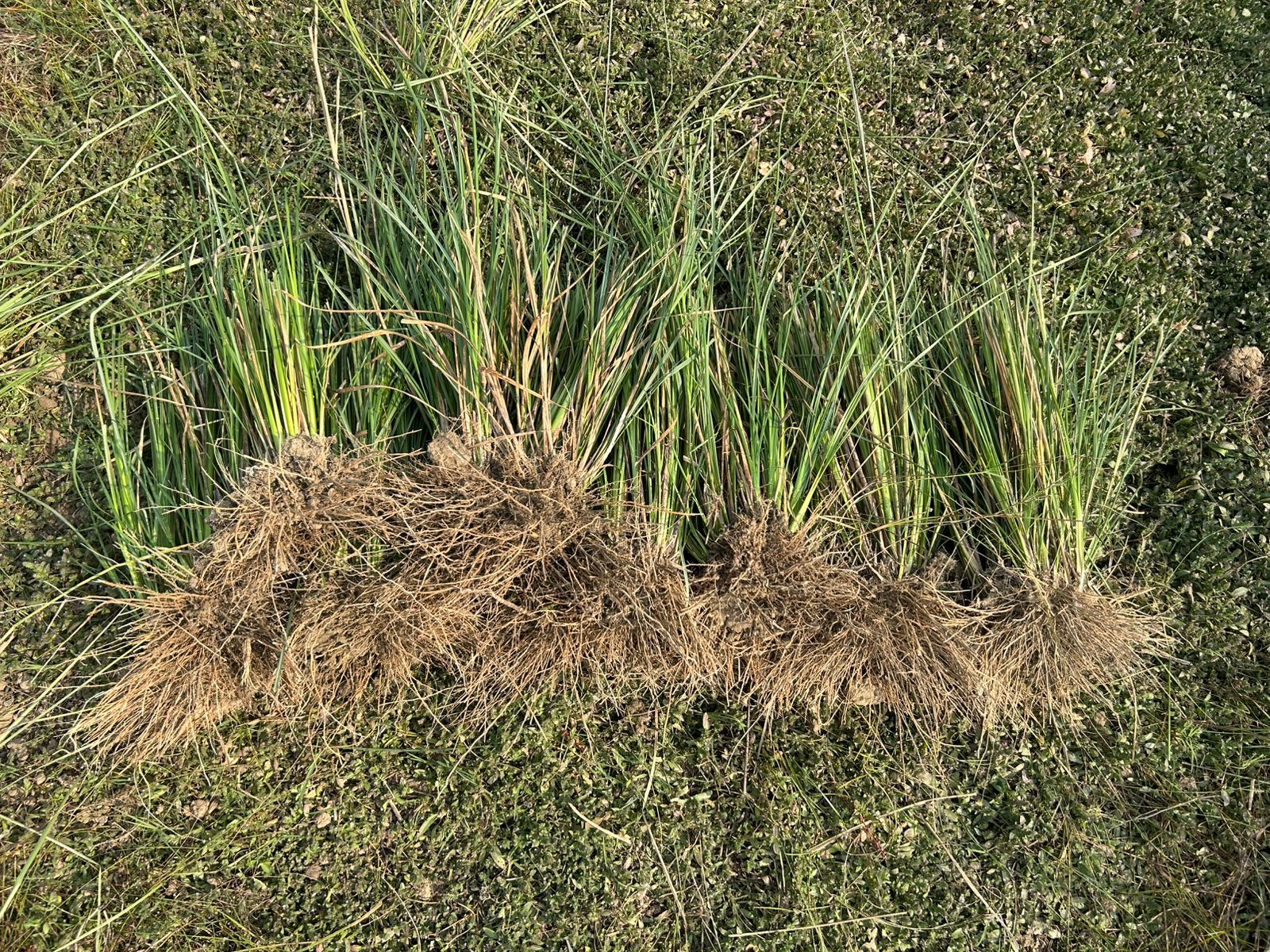 Natural Lawn Grass in Gurugram