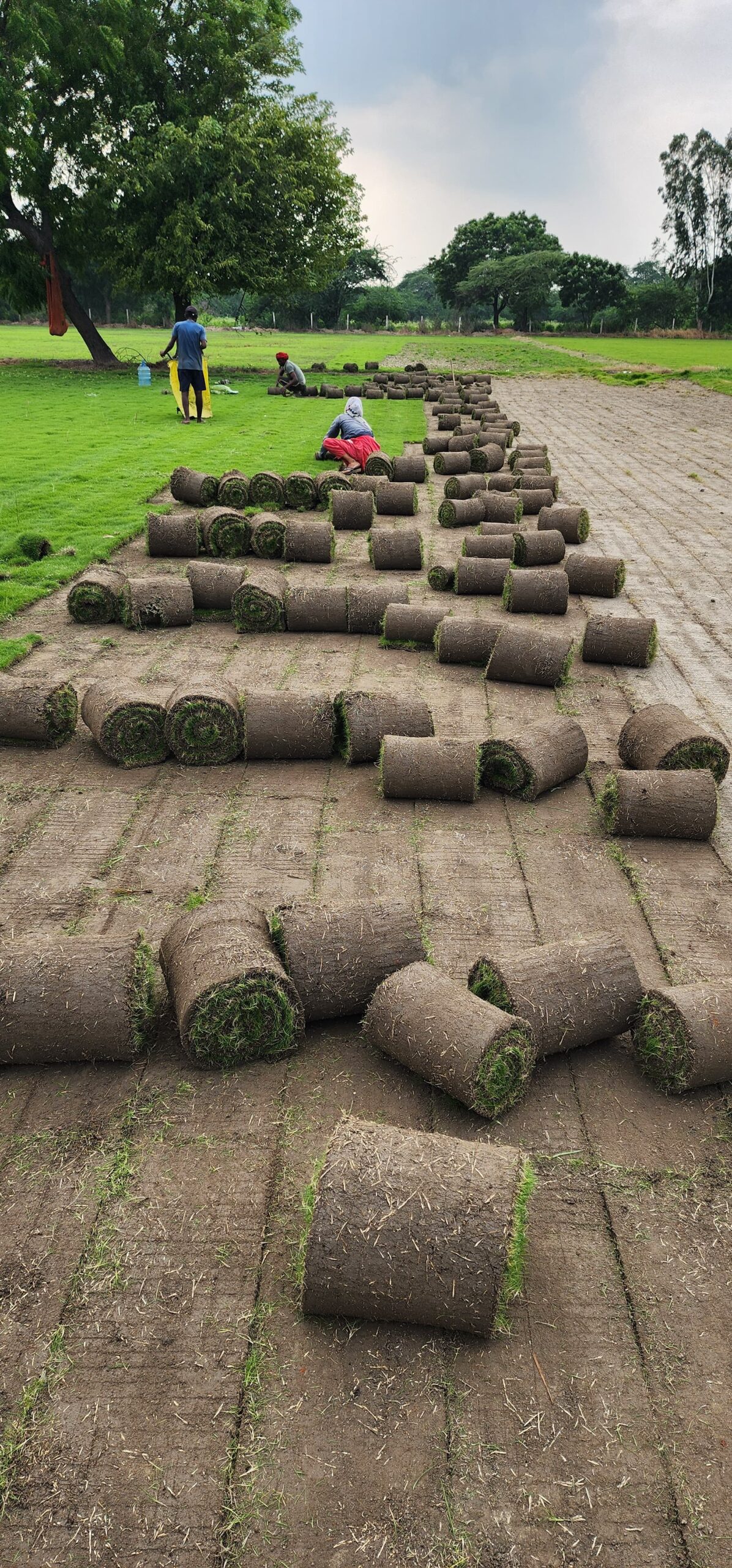 Natural Lawn Grass in Faridabad