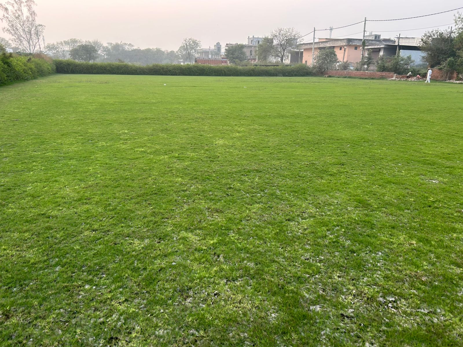 Natural Lawn Grass in Gurugram