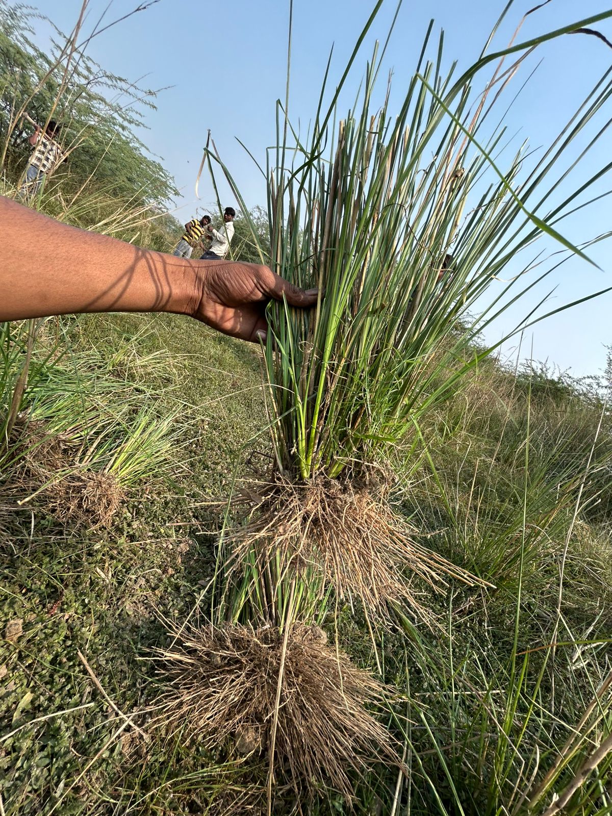 Natural Lawn Grass in Vasant Kunj