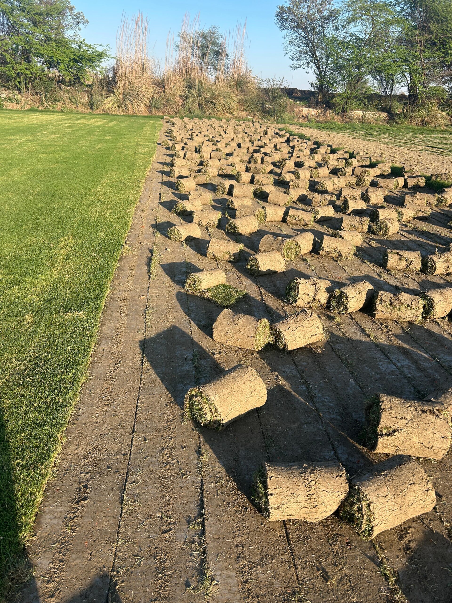 Natural Lawn Grass in Vasant Kunj
