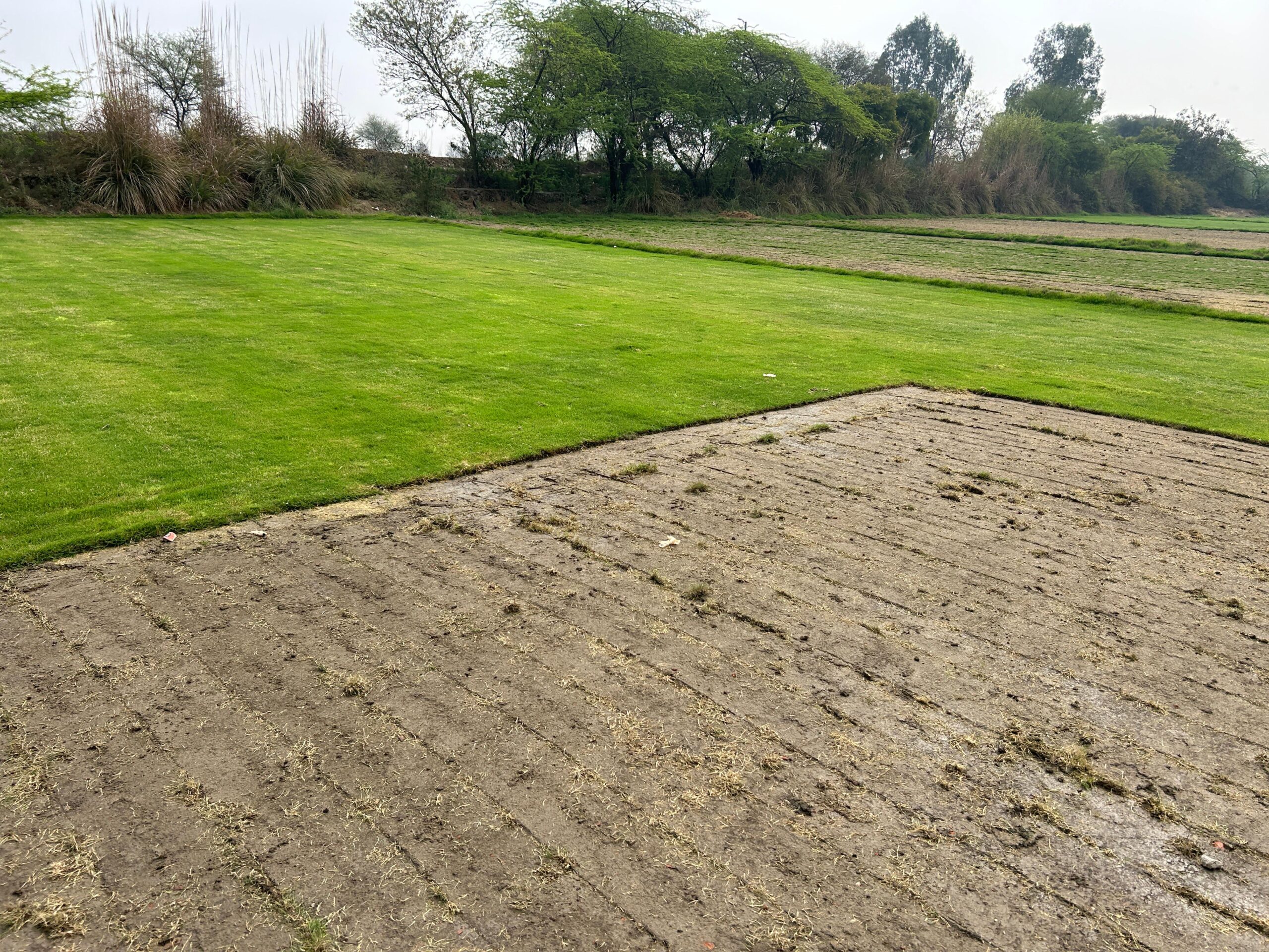 Natural Lawn Grass in Faridabad