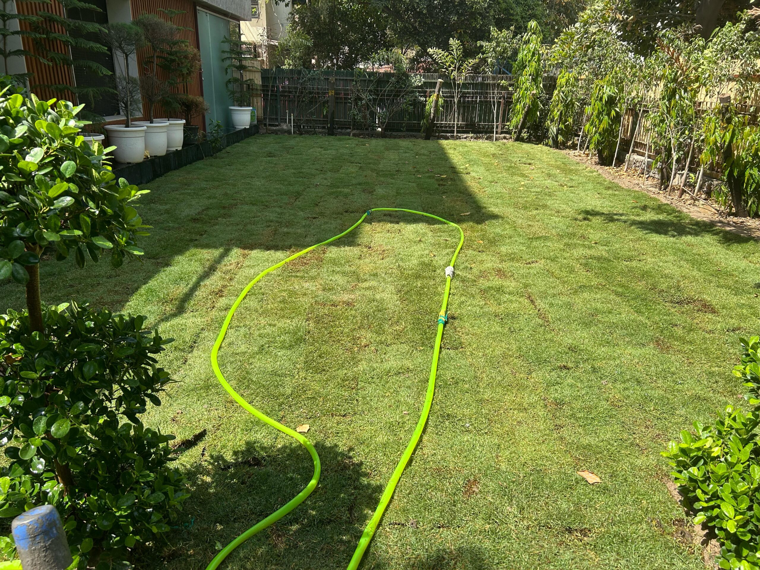 Natural Lawn Grass in Faridabad