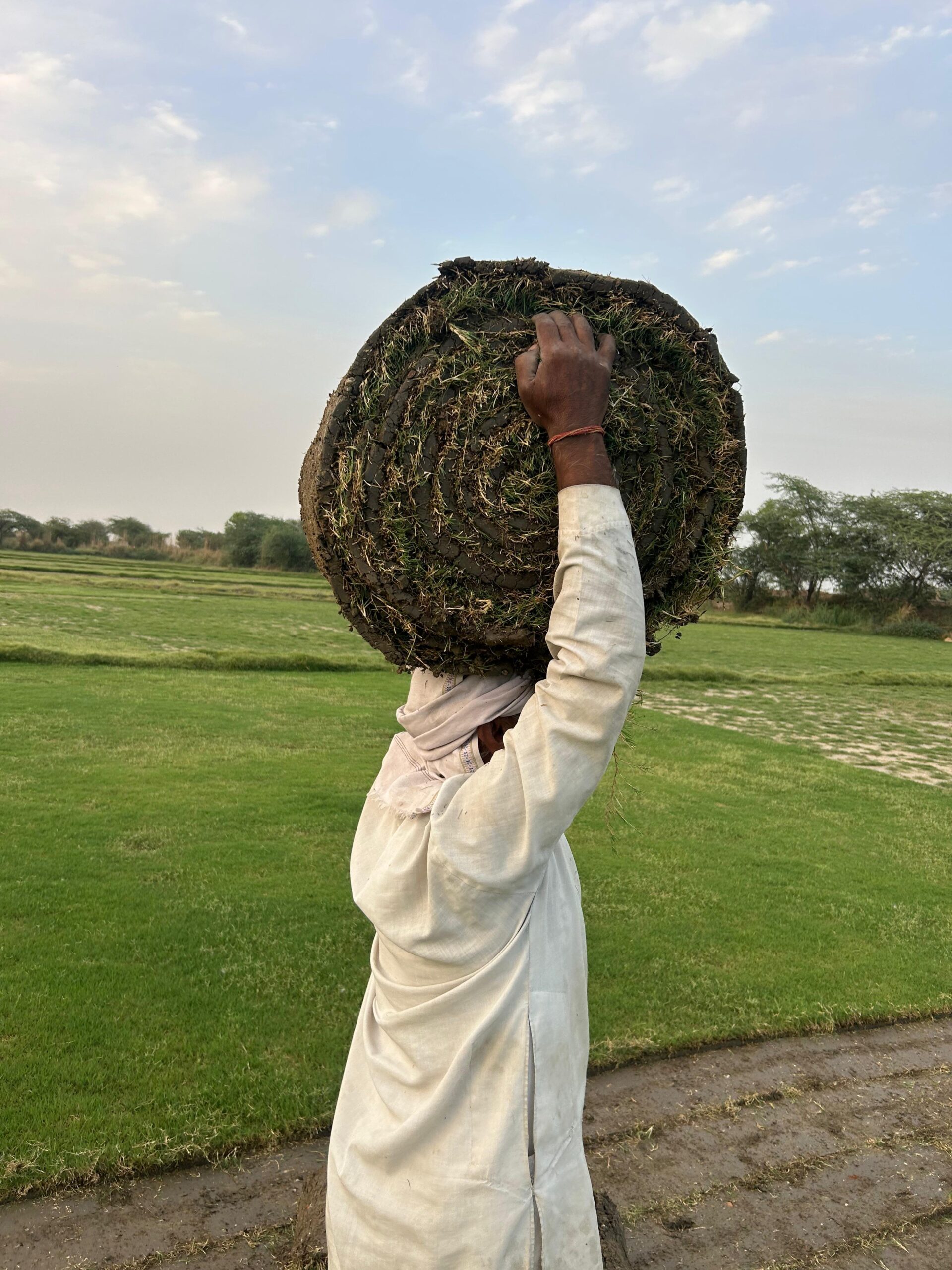 Natural Lawn Grass in Noida