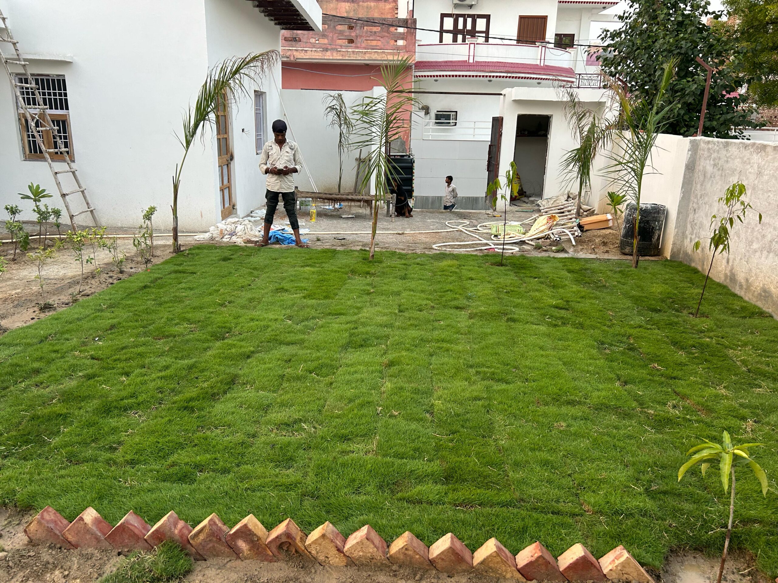 Natural Lawn Grass in Noida