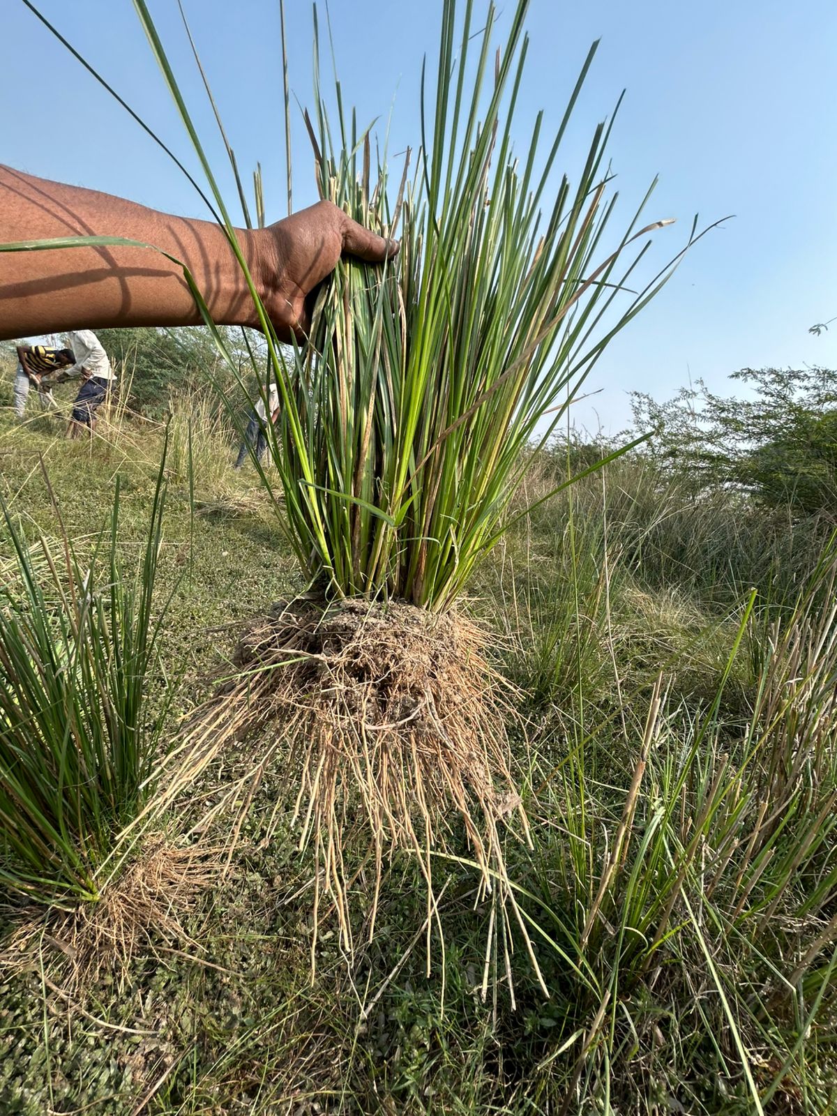 Natural Lawn Grass in Noida