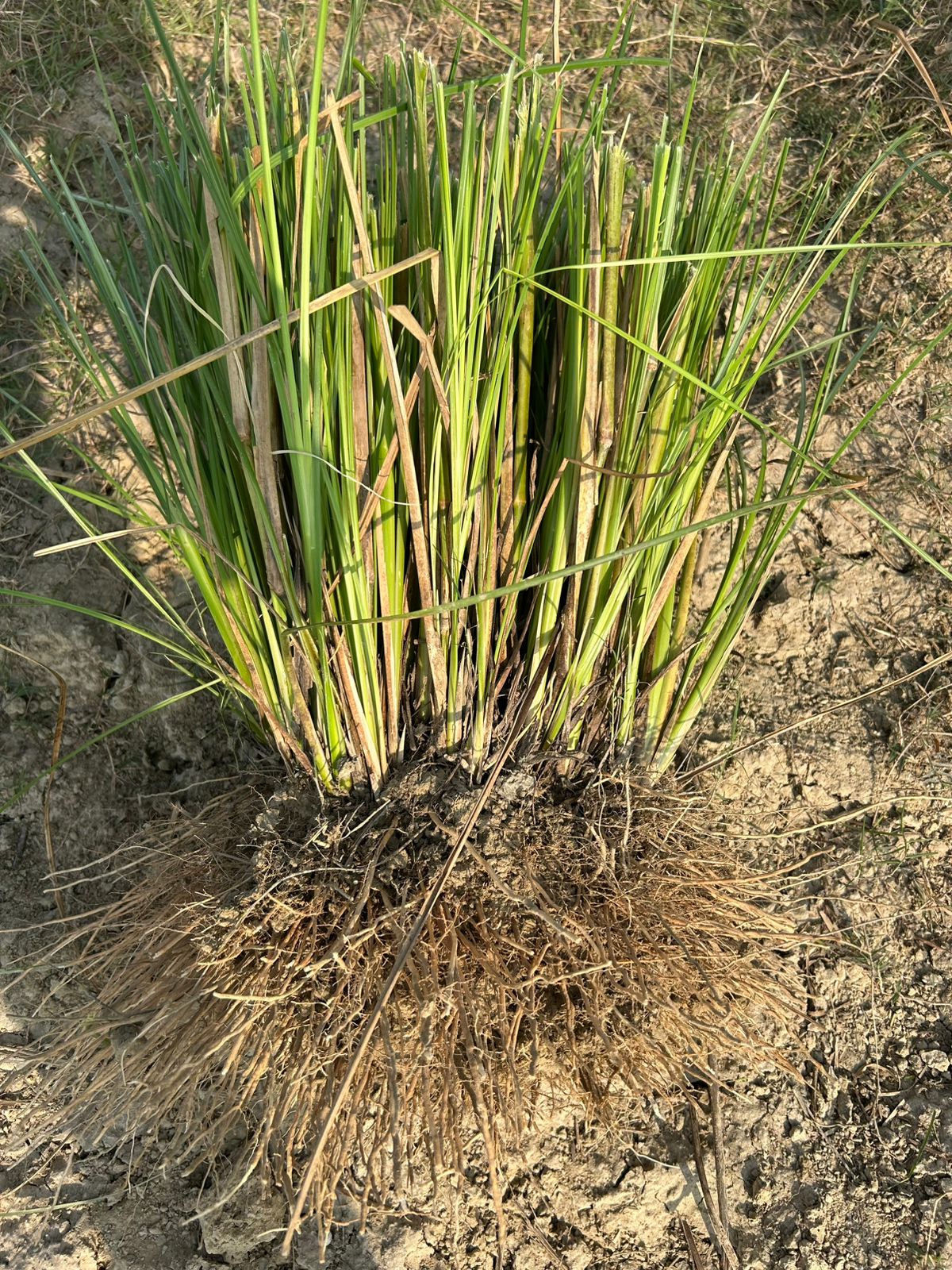 Natural Lawn Grass in Greater Kailash