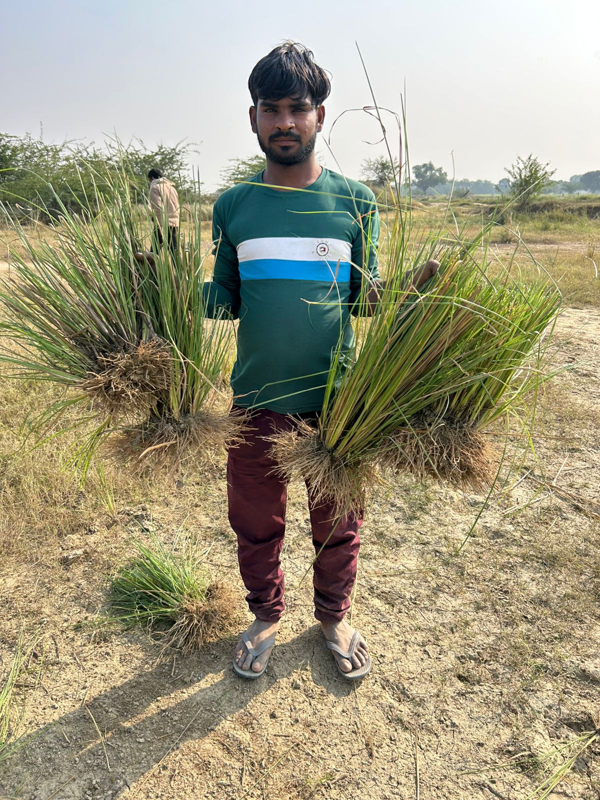 Natural Lawn Grass in Greater Kailash
