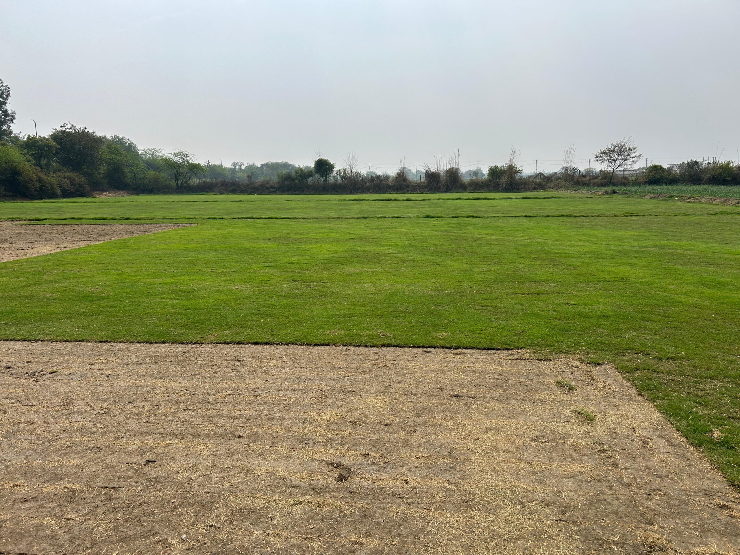 Natural Lawn Grass in Greater Kailash