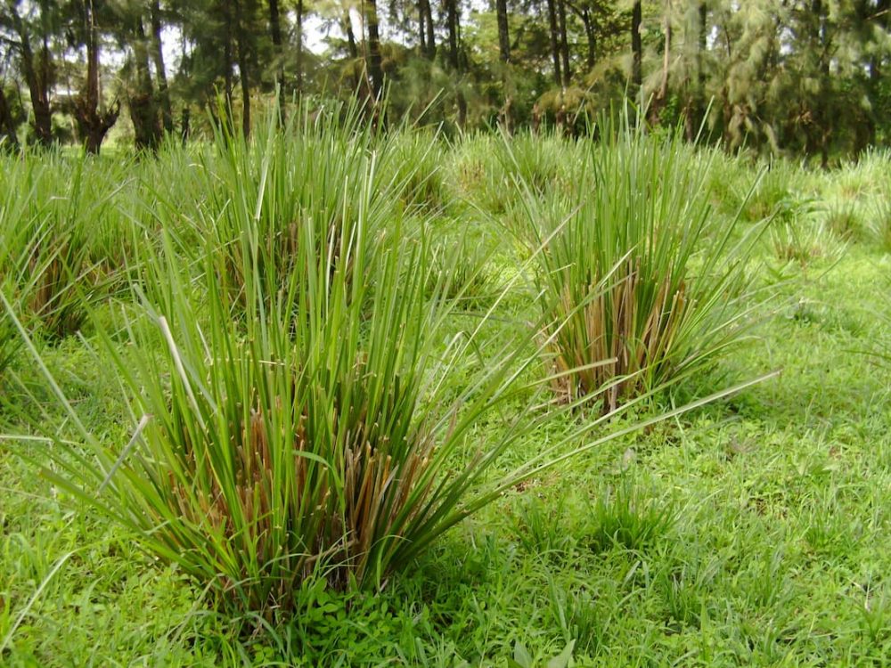 Vetiver-Oil-Plant