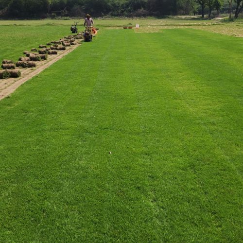 Barmunda hybrid grass