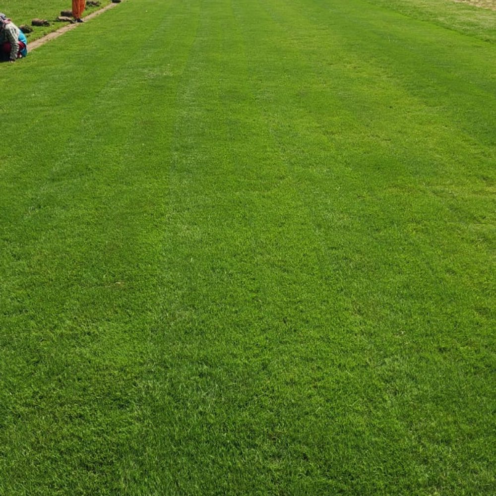 Barmunda hybrid grass