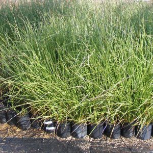 Vetivar Grass Balaji Nursery Vetivar Grass