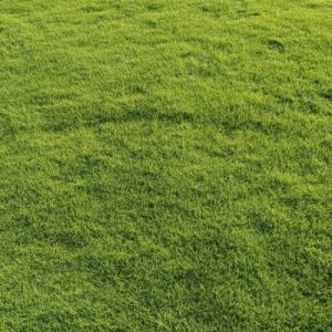 nilgiri grass balaji nursery Nilgiri Grass