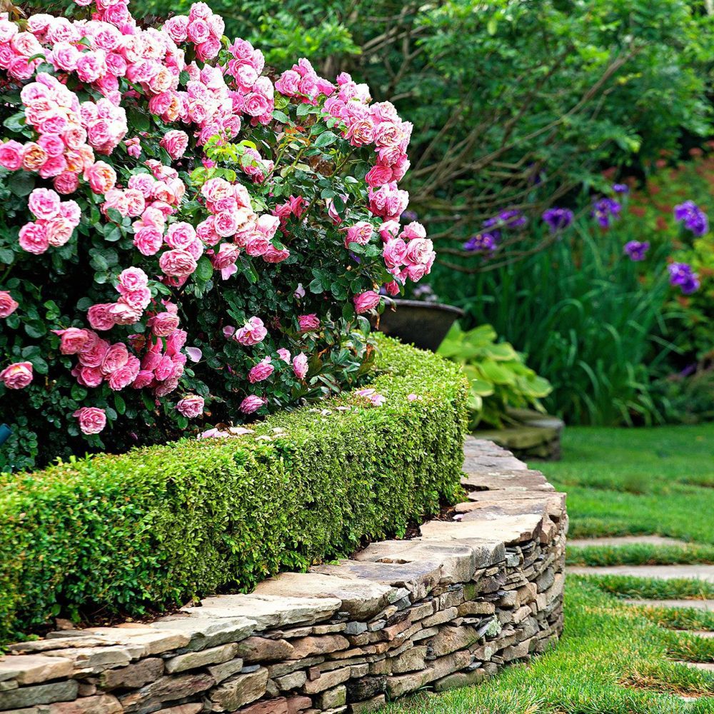 Hedge plants